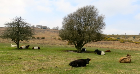 Cattle basking