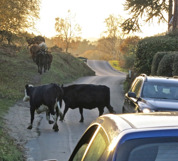 Cattle crossing