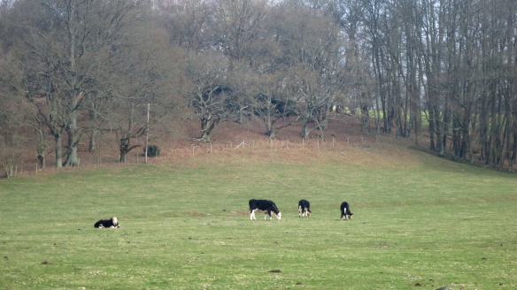 Cattle in field 3.13