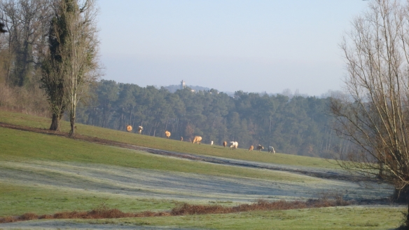 Cattle in frosty landscape 1.13