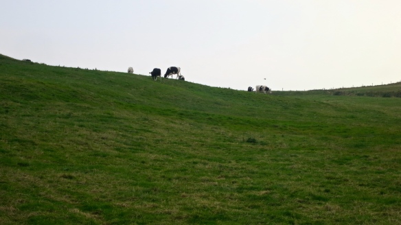 Cattle on horizon