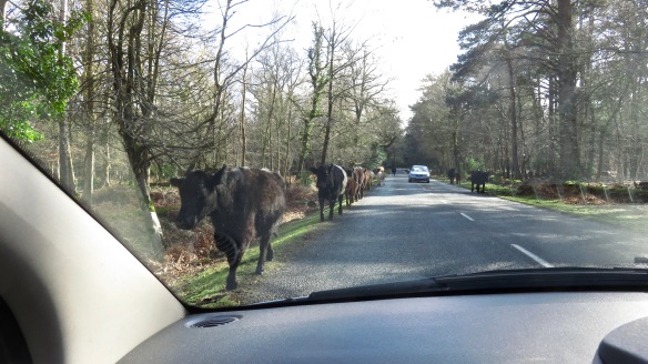 Cattle on road 1