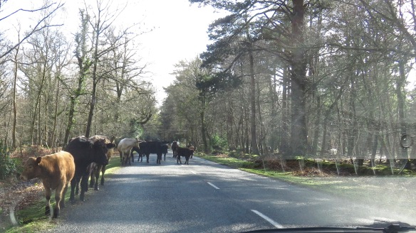 Cattle on road 5