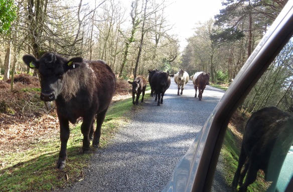 Cattle on road 6