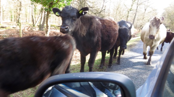 Cattle on road 7