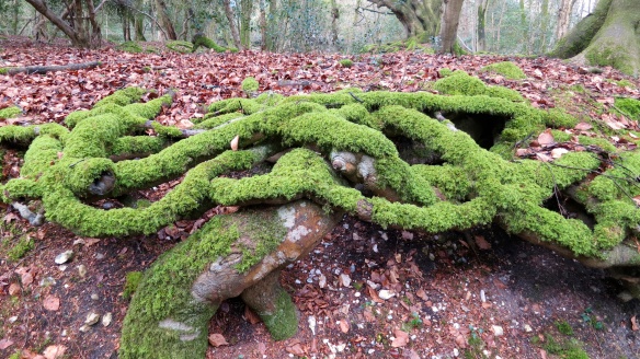 Celtic knot tree roots