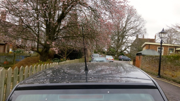 Cherry blossom on car 3.13