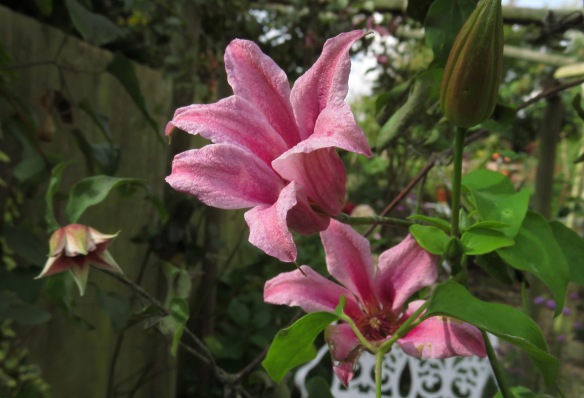 Clematis Duchess of Albany