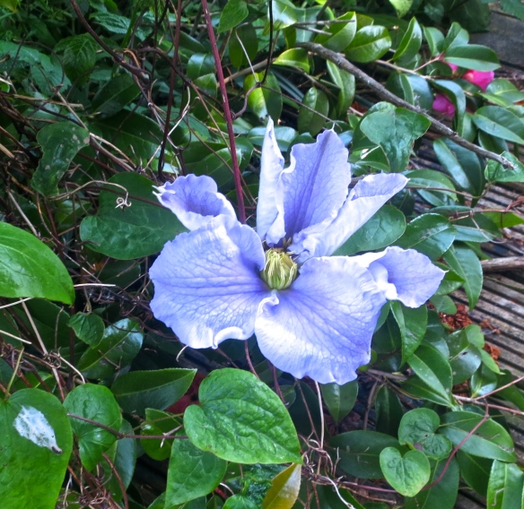 Clematis large blue