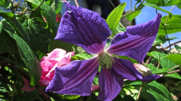 Clematis Mrs N Thompson