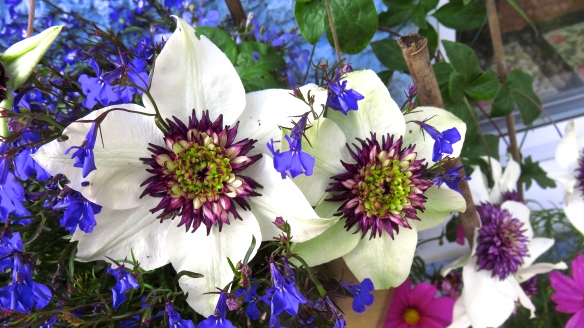 Clematis Passion Flower