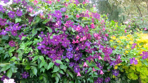 Clematis shrubbery