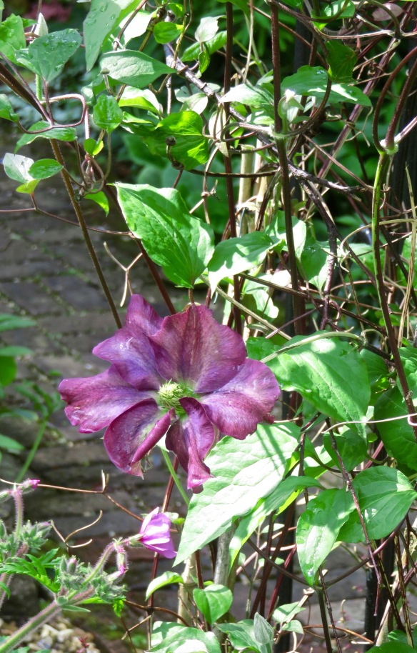 clematis Star of India