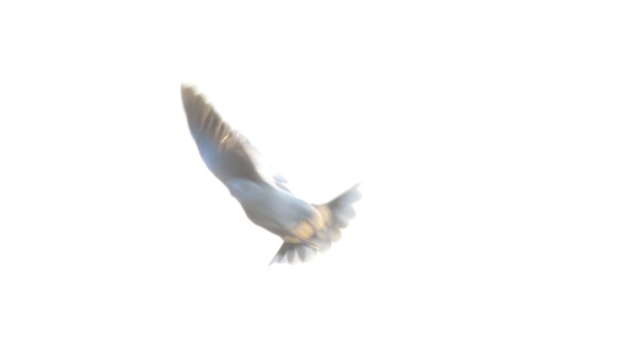 Collared dove on the wing