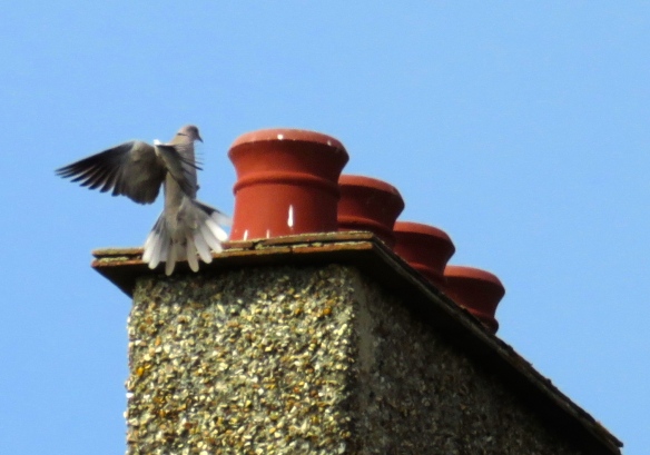 Corraed dove landing on chimney pots
