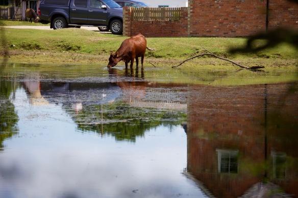 Cow drinking 1