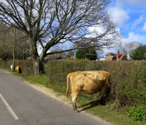 Cow in hedge