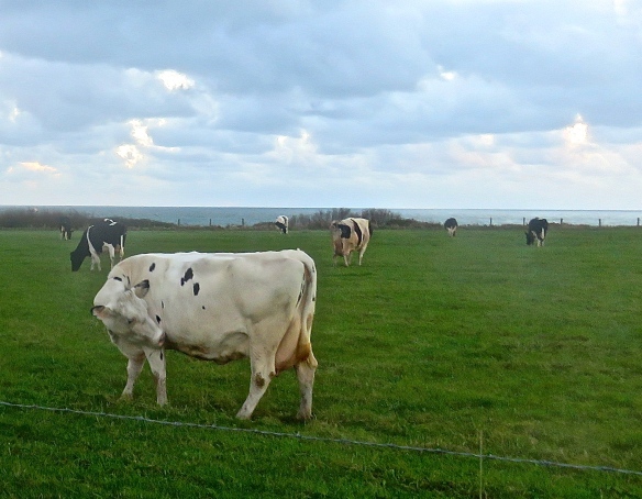 Cow scratching