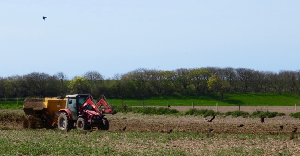 Crows and crop fertilising