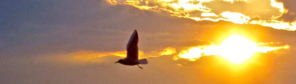 cropped-gull-at-sunset-29-4-14.jpg