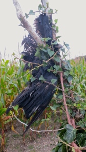 Crow ensnared