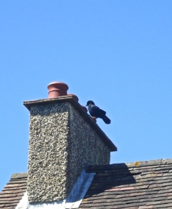 Crow on chimney pots