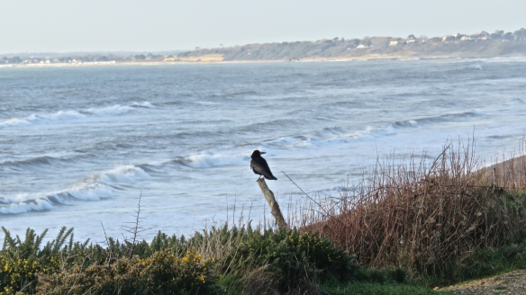 Crow on stump