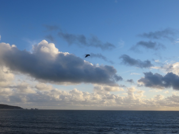 Crow over Solent