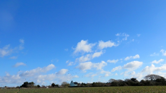 Crows above field