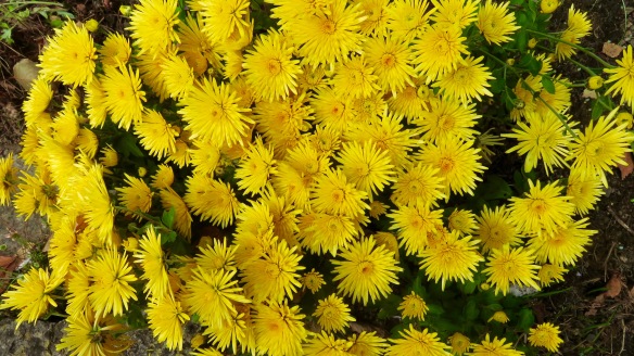 Crysanthemums yellow
