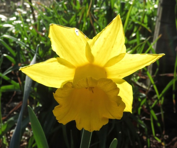 Daffodil 2