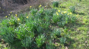 Daffodils 3.13