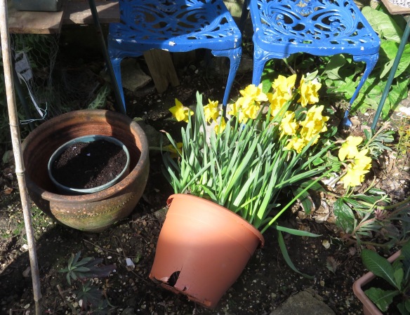 Daffodils blown down