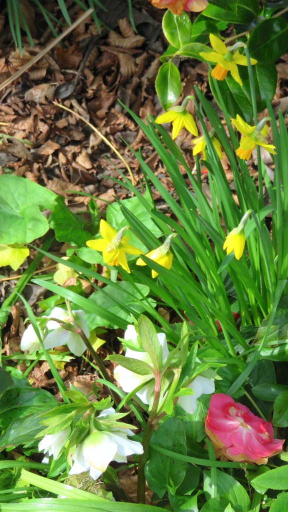 Daffodils, hellebore and fallen camellia
