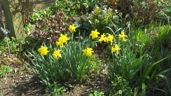 Daffodils, hellebore, and primroses