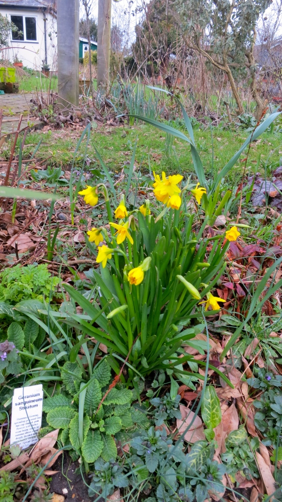 Daffodils (tete-a-tete)