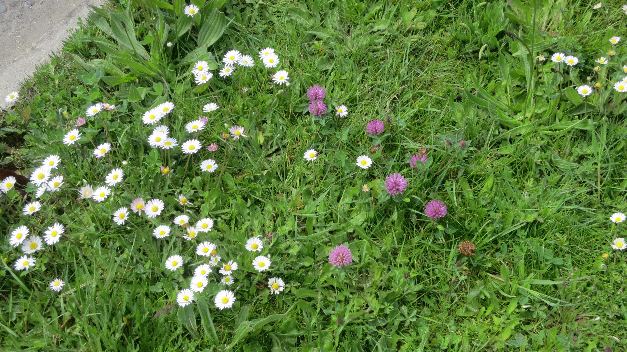 Daisies and clover