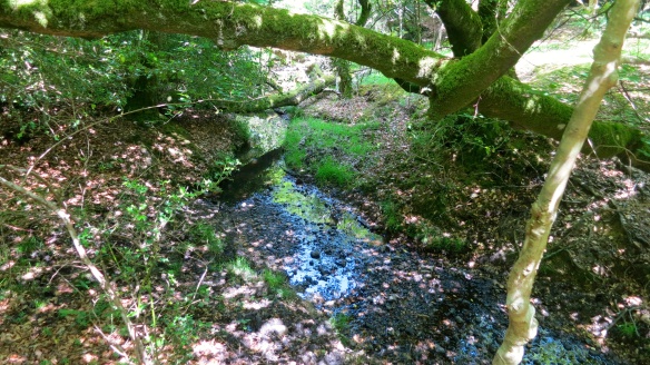 Dappled stream