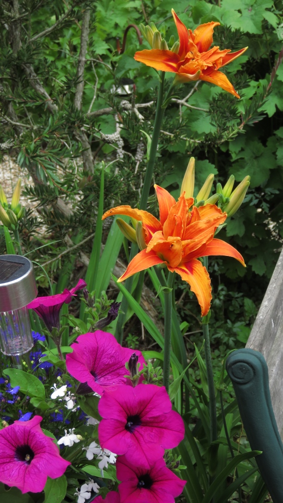 Day lilies and petunias