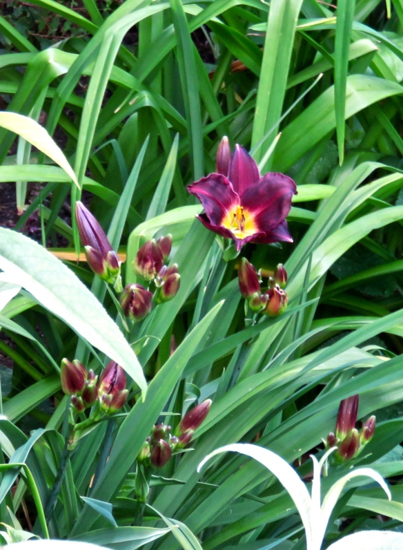 Day lily 3