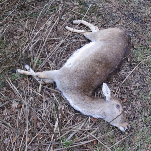 Dead deer 2.13