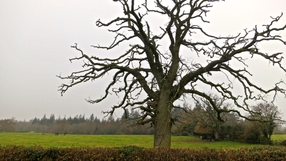 Dead oak tree