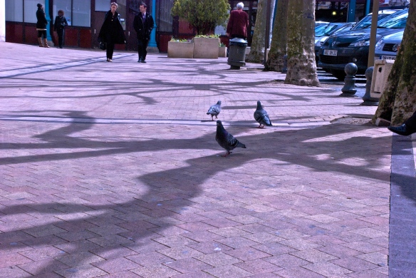 Derrick walking away from pigeons