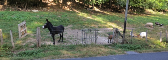 Donkey and goats 8.12