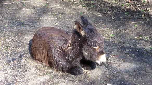 Donkey baby