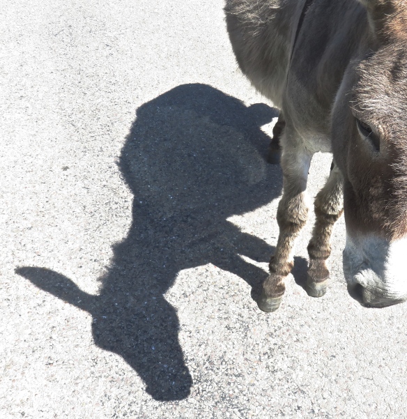 Donkey shadow