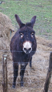 Donkey, Sigoules 1.13