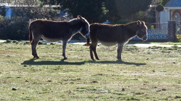 Donkeys 1