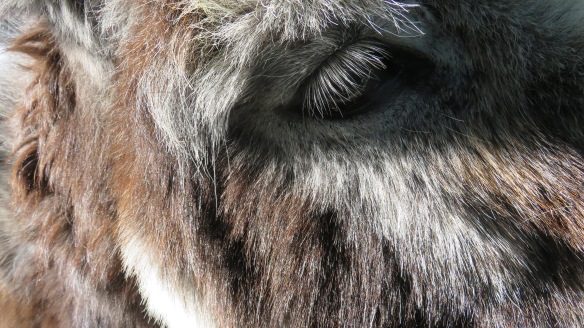 Donkey's eye 2