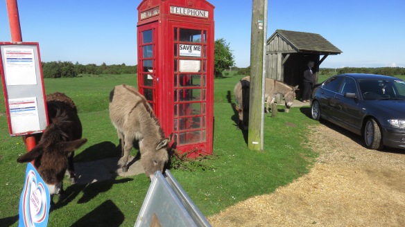 Donkeys, bus stop, phone box